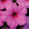 Easy Wave® Pink Passion Petunia Seeds -Park Seed® Shop 51763