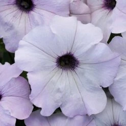 Easy Wave® Silver Hybrid Petunia Seeds