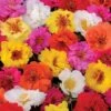 Happy Trails™ Mix Portulaca Seeds -Park Seed® Shop 51774 PK 250