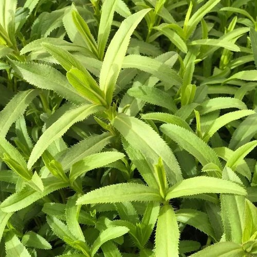 Mexican Organic Tarragon Seeds 4 Mexican Organic Tarragon Seeds - Image 2