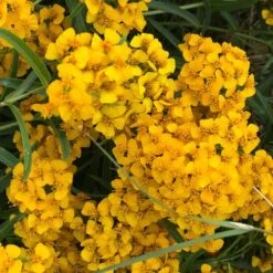 Mexican Organic Tarragon Seeds 7 Mexican Organic Tarragon Seeds -Park Seed® Shop 51816 PK P1 2