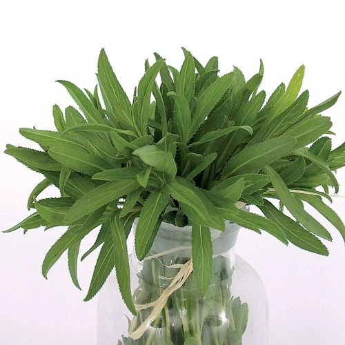 Mexican Organic Tarragon Seeds 3 Mexican Organic Tarragon Seeds