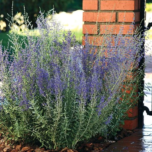 Blue Steel Russian Sage Seeds 4 Blue Steel Russian Sage Seeds - Image 2