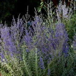 Blue Steel Russian Sage Seeds 7 Blue Steel Russian Sage Seeds -Park Seed® Shop 51829 2