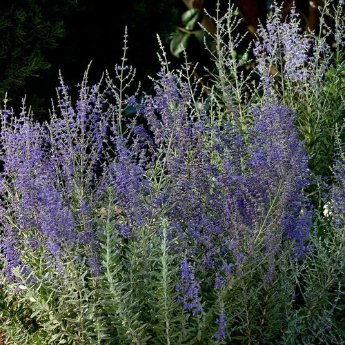 Blue Steel Russian Sage Seeds 5 Blue Steel Russian Sage Seeds - Image 3