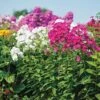 Bee's Bouquet Hardy Phlox Seeds -Park Seed® Shop 51839 pk p1