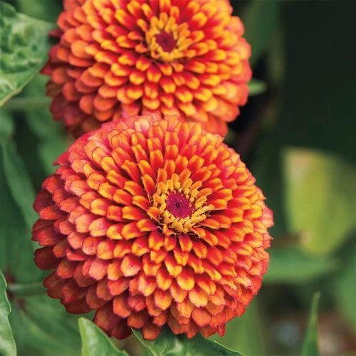 Crouching Tiger Zinnia Seeds 3 Crouching Tiger Zinnia Seeds