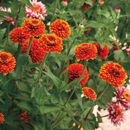 Crouching Tiger Zinnia Seeds 4 Crouching Tiger Zinnia Seeds - Image 2