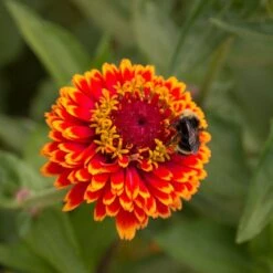 Crouching Tiger Zinnia Seeds 11 Crouching Tiger Zinnia Seeds -Park Seed® Shop 51842 2