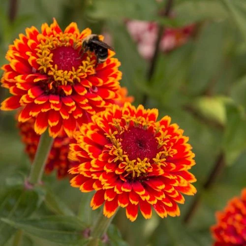 Crouching Tiger Zinnia Seeds 6 Crouching Tiger Zinnia Seeds - Image 4