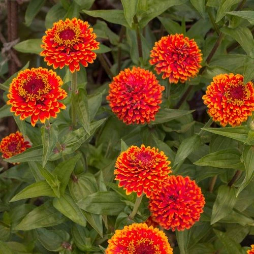 Crouching Tiger Zinnia Seeds 7 Crouching Tiger Zinnia Seeds - Image 5