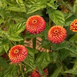 Crouching Tiger Zinnia Seeds 14 Crouching Tiger Zinnia Seeds -Park Seed® Shop 51842 5