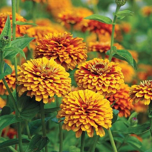 Crouching Tiger Zinnia Seeds 9 Crouching Tiger Zinnia Seeds - Image 7