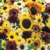 Monet's Palette Mix Hybrid F1 Sunflower Seeds -Park Seed® Shop 51844 pk p1