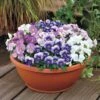 Admire® Spring Fling Mix Viola Seeds 1 Admire® Spring Fling Mix Viola Seeds -Park Seed® Shop 51899 PK P1