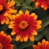 Zahara® Sunburst Zinnia Seeds 2 Zahara® Sunburst Zinnia Seeds -Park Seed® Shop 51946