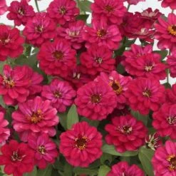 Profusion Double Hot Cherry Zinnia Seeds