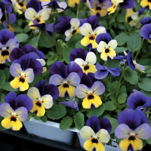 Endurio® Blue Yellow With Purple Wing Viola Seeds 3 Endurio® Blue Yellow With Purple Wing Viola Seeds