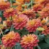 Profusion Double Deep Salmon Zinnia Seeds -Park Seed® Shop 51973 pk p1