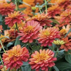 Profusion Double Deep Salmon Zinnia Seeds