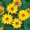 Profusion Yellow Zinnia Seeds 1 Profusion Yellow Zinnia Seeds -Park Seed® Shop 51974 PK 100