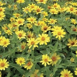 Profusion Yellow Zinnia Seeds -Park Seed® Shop 51974 pk 100 1