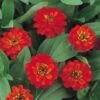 Profusion Double Fire Zinnia Seeds 2 Profusion Double Fire Zinnia Seeds -Park Seed® Shop 51979 PK 100
