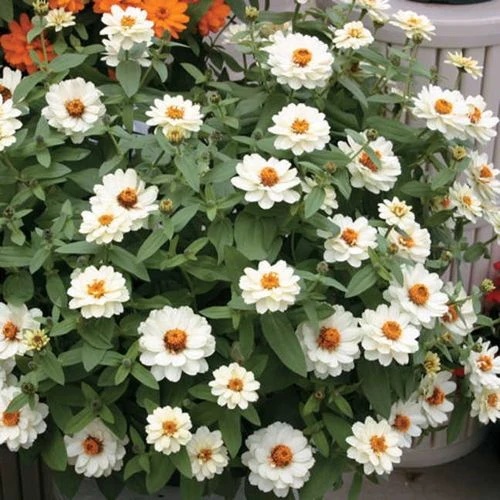 Profusion Double White Zinnia Seeds 3 Profusion Double White Zinnia Seeds