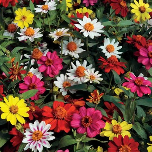 Zahara® Mix Zinnia Seeds 3 Zahara® Mix Zinnia Seeds