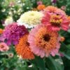 'Candy Mix' Zinnia Seeds -Park Seed® Shop 51989