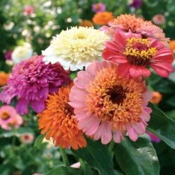 'Candy Mix' Zinnia Seeds