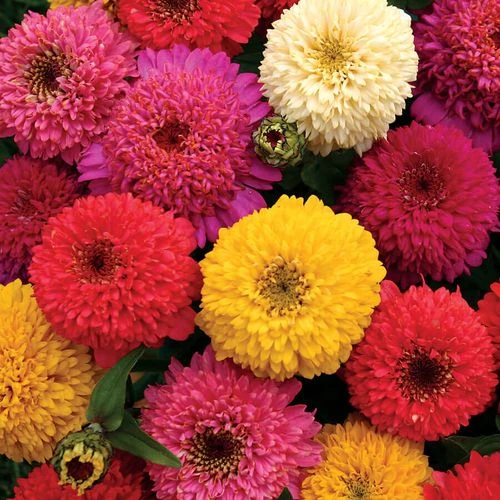 'Candy Mix' Zinnia Seeds 4 'Candy Mix' Zinnia Seeds - Image 2