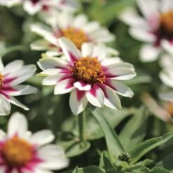 Zahara® Starlight Rose Zinnia Seeds -Park Seed® Shop 51991 PK P1 1