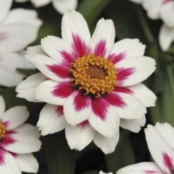 Zahara® Starlight Rose Zinnia Seeds -Park Seed® Shop 51991 PK P1 2