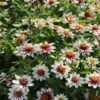 Zahara® Starlight Rose Zinnia Seeds -Park Seed® Shop 51991 pk p1