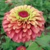 Queeny Lime Red Zinnia Seeds (P) Pkt Of 25 Seeds -Park Seed® Shop 51995 pk p1