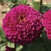 'Tudor' Zinnia Seeds