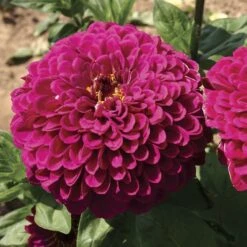 'Tudor' Zinnia Seeds