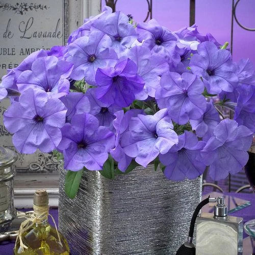 Evening Scentsation™ Petunia Seeds 3 Evening Scentsation™ Petunia Seeds