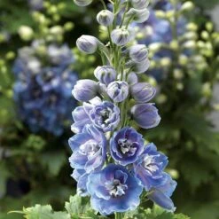 Delphina™ Light Blue White Bee Delphinium Seeds