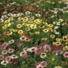 Painted Daisy Mix Seeds 1 Painted Daisy Mix Seeds -Park Seed® Shop 52034 PK P1