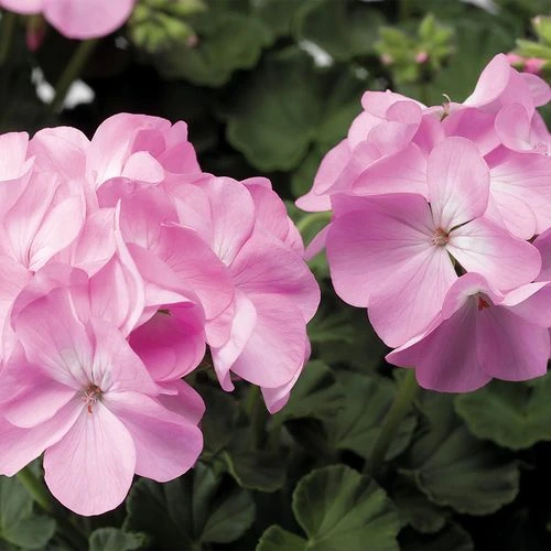 Pinto™ Premium Lavender Geranium Seeds 3 Pinto™ Premium Lavender Geranium Seeds