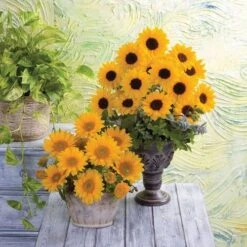 Vincent's® Choice Hybrid Sunflower Seeds -Park Seed® Shop 52081 PK P1 1