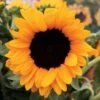 Vincent's® Choice Hybrid Sunflower Seeds -Park Seed® Shop 52081 pk p1
