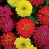 Double Zahara™ Brilliant Mix Zinnia Seeds -Park Seed® Shop 52099 pk p1