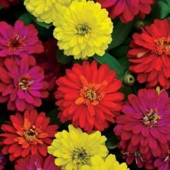 Double Zahara™ Brilliant Mix Zinnia Seeds