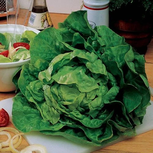Buttercrunch Lettuce Seed Tape 3 Buttercrunch Lettuce Seed Tape