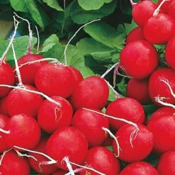 Annabel Hybrid Radish Seed Tape