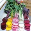Rainbow Mix Beet Seed Tape 2 Rainbow Mix Beet Seed Tape -Park Seed® Shop 52135