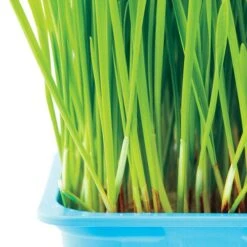 Cat Grass Seed Tape